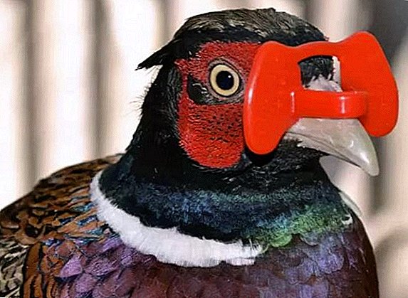 Pheasant нүдний шил зүүж болно