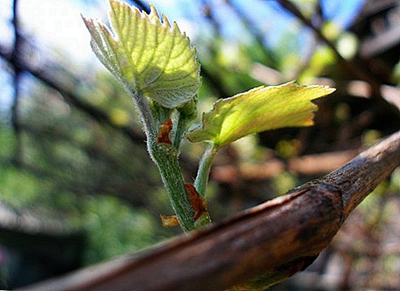 Carane prune anggur ing spring
