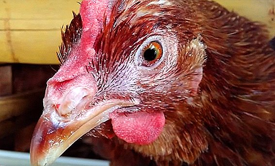 Si të saktë të identifikuar laryngotracheitis infektive në pula, masat e kontrollit dhe parandalimin