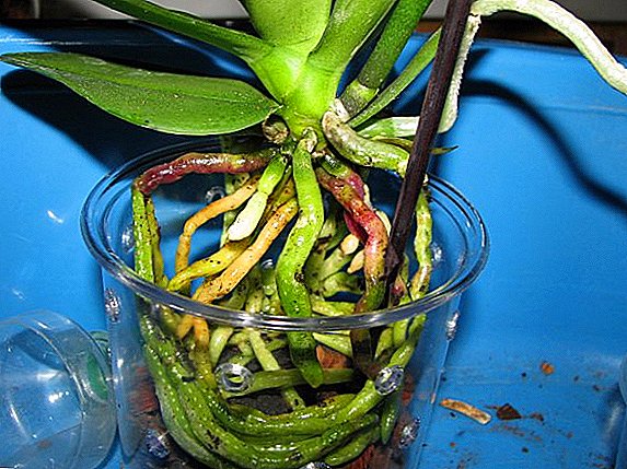 Si të rriten rrënjët në orkide?