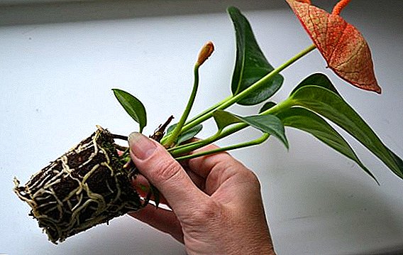 အိမ်တွင် Anthurium အစားထိုးကုသလုပ်နည်း