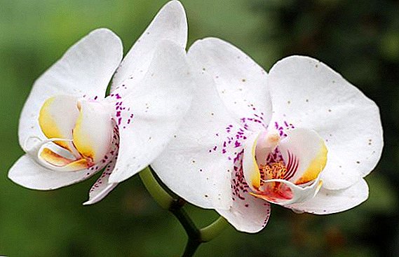 តើធ្វើដូចម្តេចដើម្បីប្តូរ Orchid ទារក