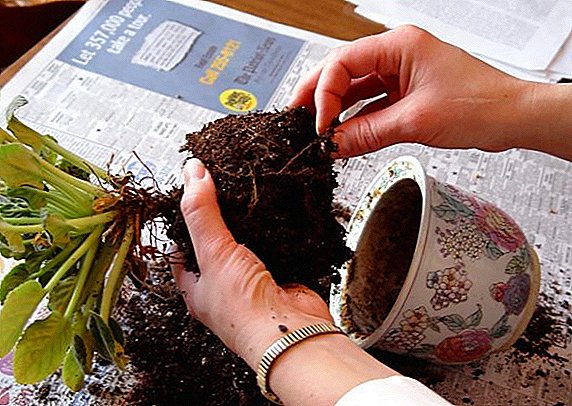 Hoe om binnenshuise plante te plant