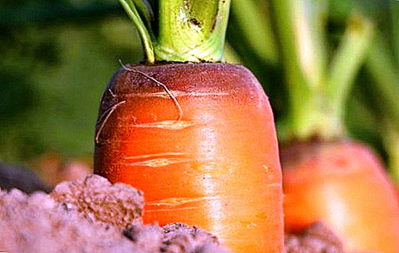 Hoe om wortels in oop grond te water