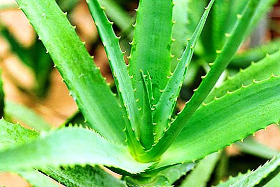 Si të mbillni dhe të rriteni Aloe në shtëpi?