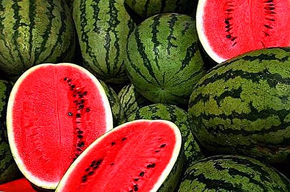 Yadda za a shuka da girma watermelons