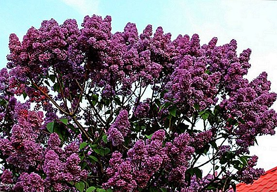 Cara kanggo tuwuh lan tuwuh lilac Persia ing taman