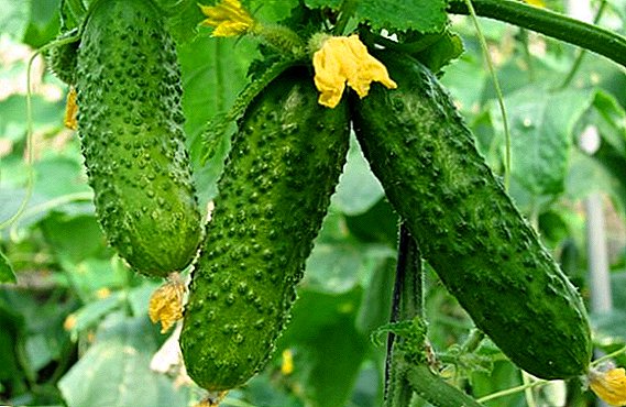 Carane tanduran cucumbers kanggo tunas: akeh ing ngarep