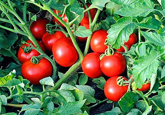 Kiel planti tomatojn, uzante la metodon Terekhin