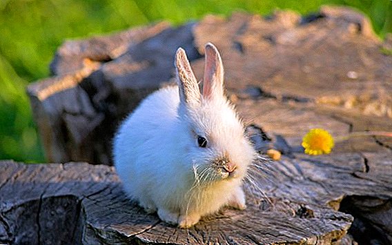 چگونگی اعمال Brovaseptol برای خرگوش