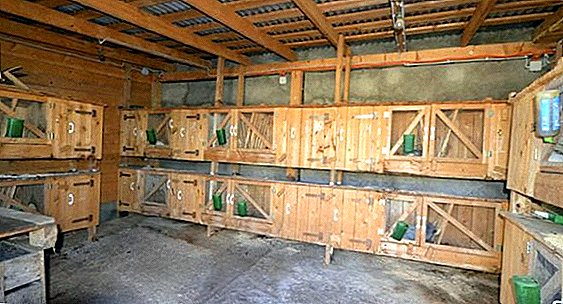 گیراج میں خرگوش کی نسل کیسے بنائیں