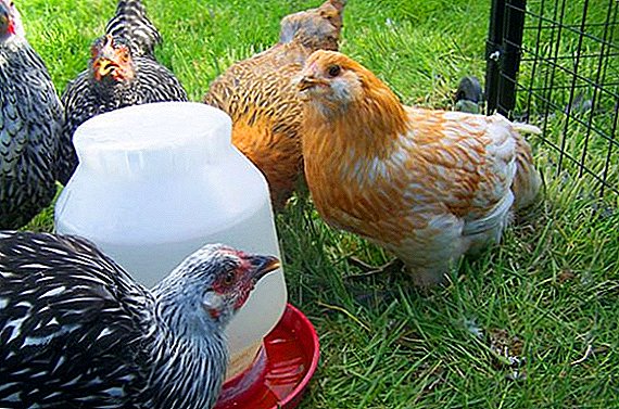 Si të bëni një tas të pijshëm për pula me duart tuaja