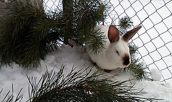 Како да ги задржите зајаците во зима однадвор