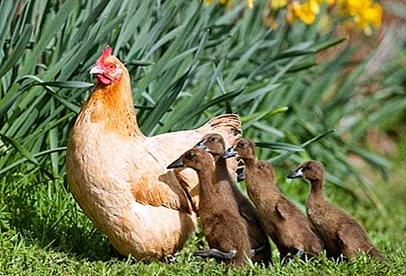 Како да ги задржите патки и кокошки заедно