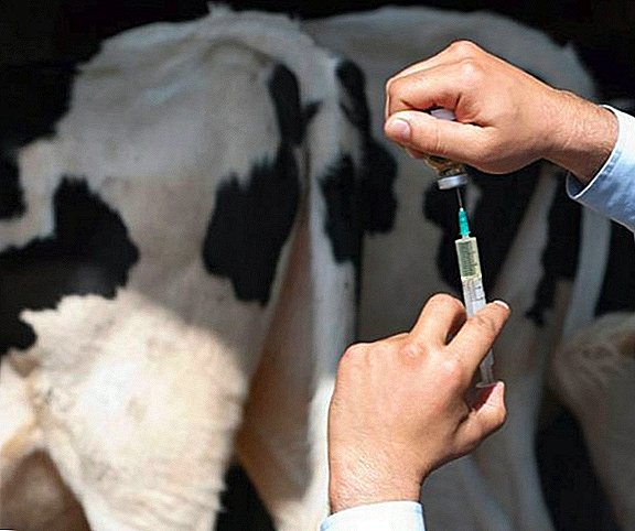 Kako staviti injekcije na krave i telad