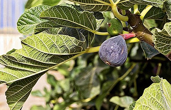 Kumaha nutupan sarta nyiapkeun figs keur usum
