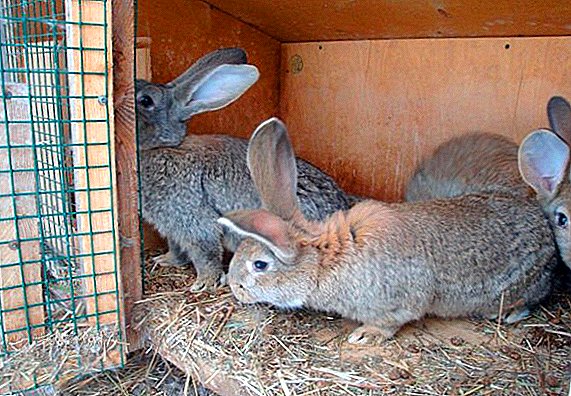 Kako dobiti buve kod zečeva