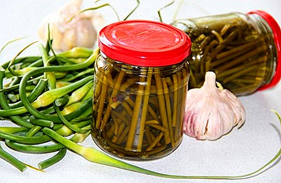 Kung paano i-pickle ang mga arrow ng bawang: ilang kapaki-pakinabang na mga recipe