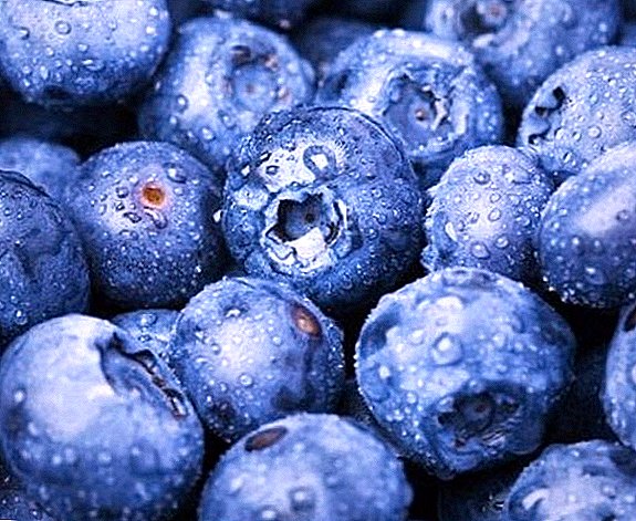 Nola blueberries izoztu: gorde dugu