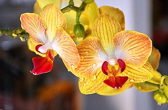 Чӣ тавр пешгирӣ ва табобати orchids барои бемориҳо