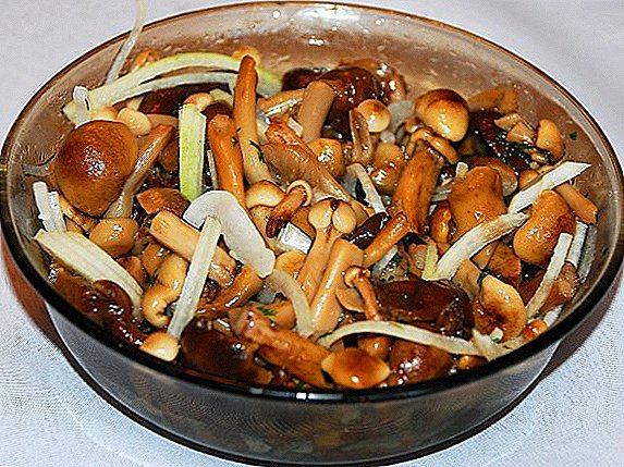 Како да се готви за зимата и корисни печурки од кикирики