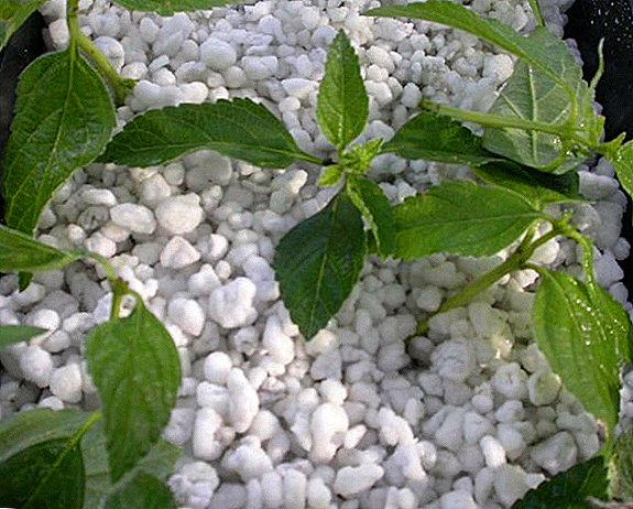 Kako nanositi perlit na biljke