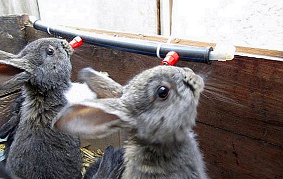 نحوه آموزش نوشیدنی های نوک پستان خرگوش