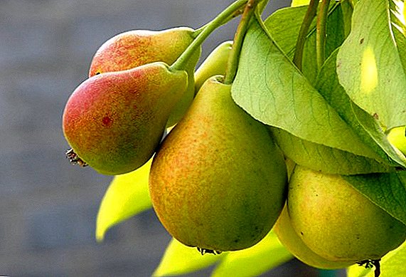 Si të mbillni një dardhë në pranverë: udhëzime hap pas hapi