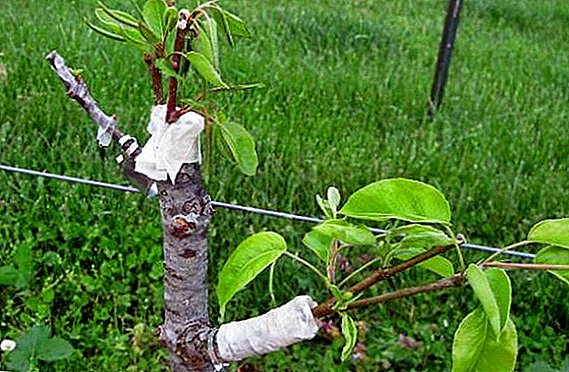 Како да се засади јаболкница во пролет