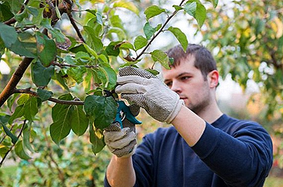 Como plantar árbores froiteiras no verán?