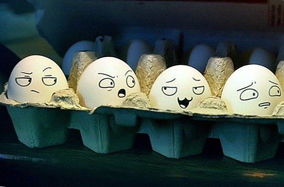 घरी अंडी ताजेपणा कसा तपासावा