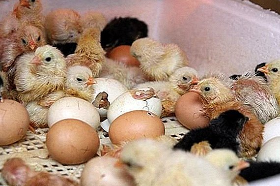 Si të dezinfektojmë inkubatorin para hedhjes së vezëve