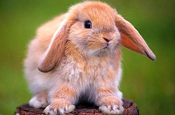 خرگوش کے ساتھ الرجک کس طرح خود کو ظاہر کرتا ہے: بچے اور بالغوں میں