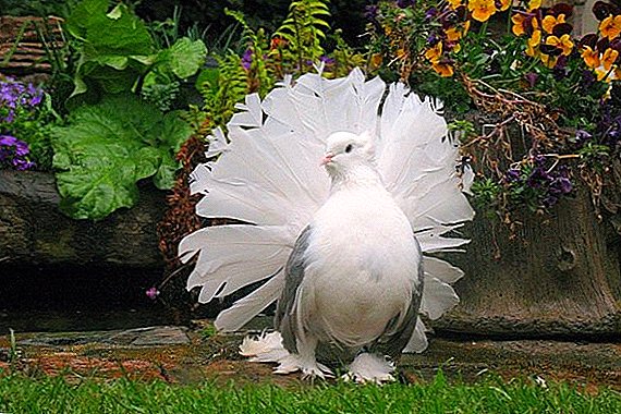 តើធ្វើដូចម្តេចដើម្បីចិញ្ចឹម peacocks doves នៅផ្ទះ