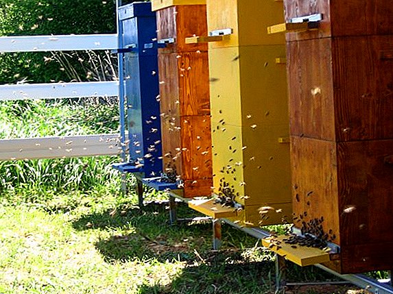 Како да се одгледуваат пчелите во мултиказни коприва