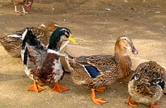 Чӣ тавр ба ducks нав дар хона: тавсияҳои амалӣ