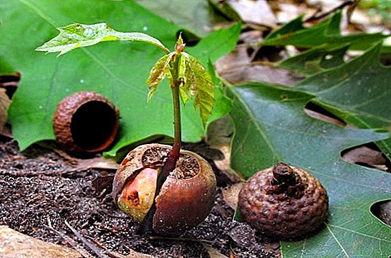 কিভাবে acorns উদ্ভিদ: বাড়ির কাছাকাছি ওক ফল ক্রমবর্ধমান
