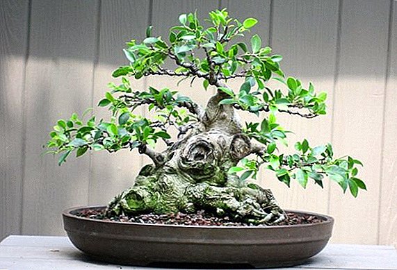 Sut i wneud bonsai o ficus cartref