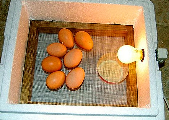 Hvernig á að gera kúgun fyrir egg með eigin höndum