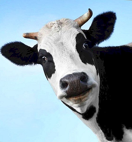 एक गाय एक सेझरियन विभाग कसा बनवायचा