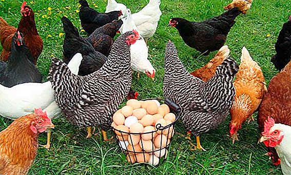 Si për të bërë ushqim për pula vezulluese në shtëpi: studimin e dietës së shpezëve