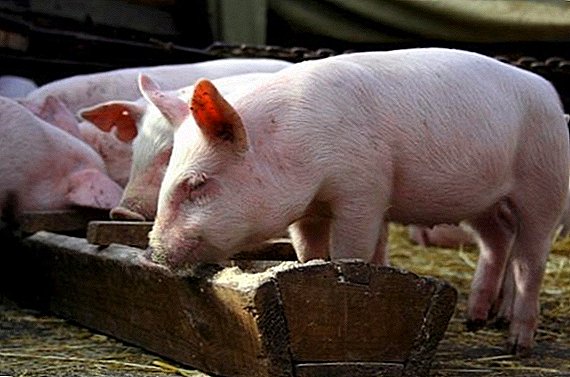 Como facer un alimentador para os porcos coas súas propias mans