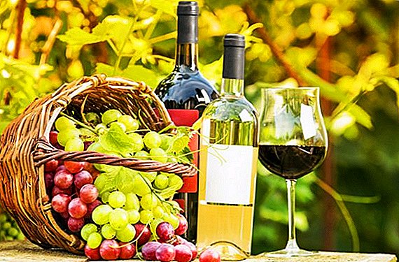 Hoe om wyn te maak van druiwe: die geheime van tuiswynmaak