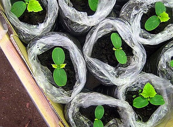 Како да заштедите простор и почва при садење садници?