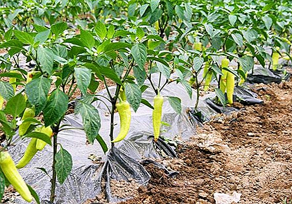 Quam ut creare CONSERVATORIUM et piper frutices in aperto agro?