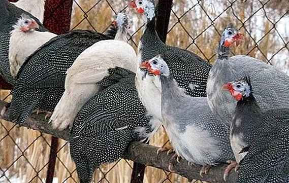 Como gardar e alimentar as aves de Guinea durante o inverno