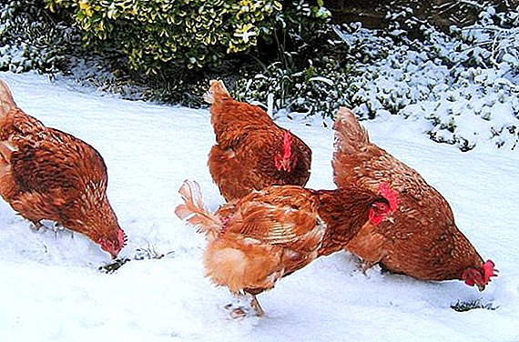 موسم سرما کے موسم میں مرغوں کو کیسے بچانا ہے