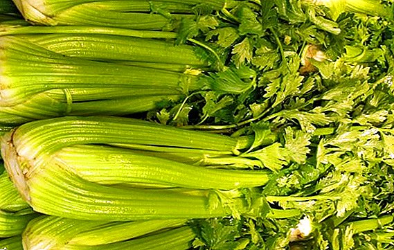 តើធ្វើដូចម្តេចដើម្បីរក្សា celery សម្រាប់រដូវរងារនៅផ្ទះ?