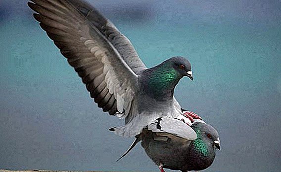 Како гулабите се колебаат