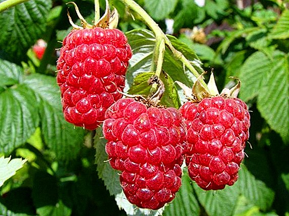 Quam ad curare raspberries, plant praecepta conceptus ovium tempus